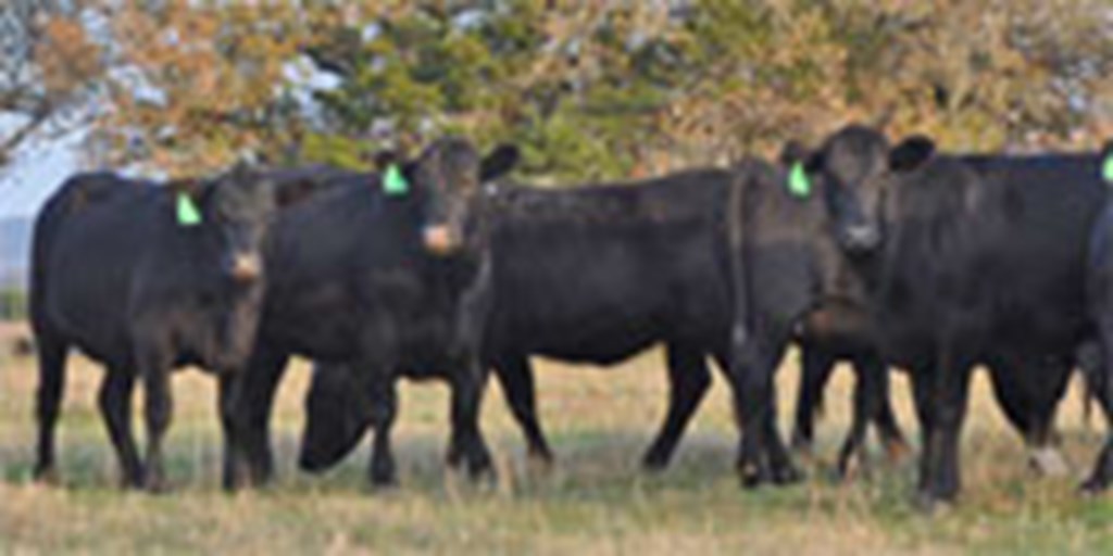 11 Angus Bred Heifers... Central TX