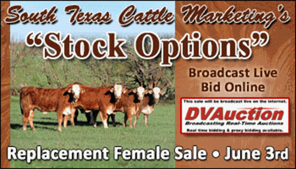 SS-South Texas Cattle Marketing's "Stock Options" Female Sale-06-03-2023