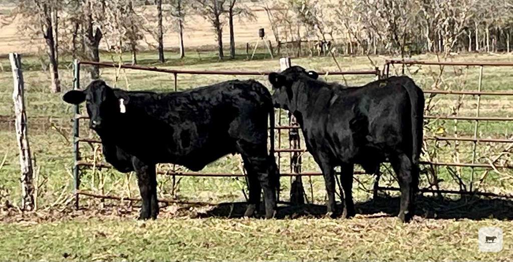 Cattle Range Listing Photo