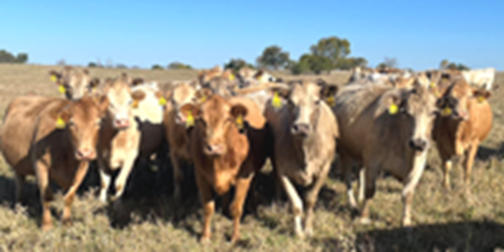 40 Charolais & Charolais Cross Cows... Southwest MO