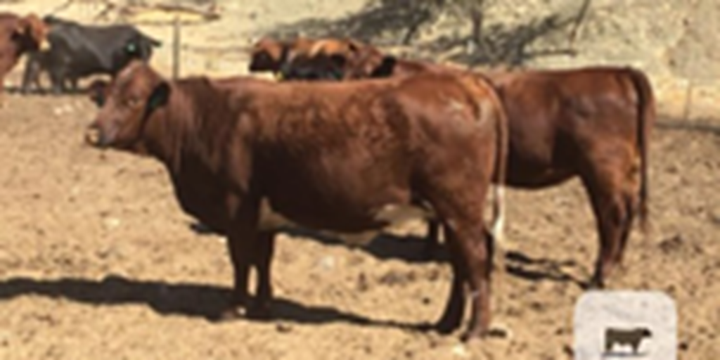 12 Beefmaster Bred Heifers... Central CA
