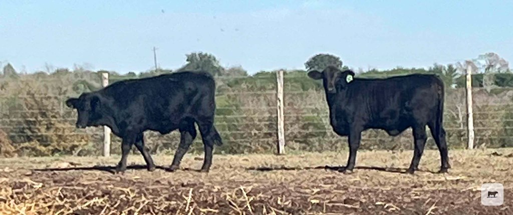 Cattle Range Listing Photo