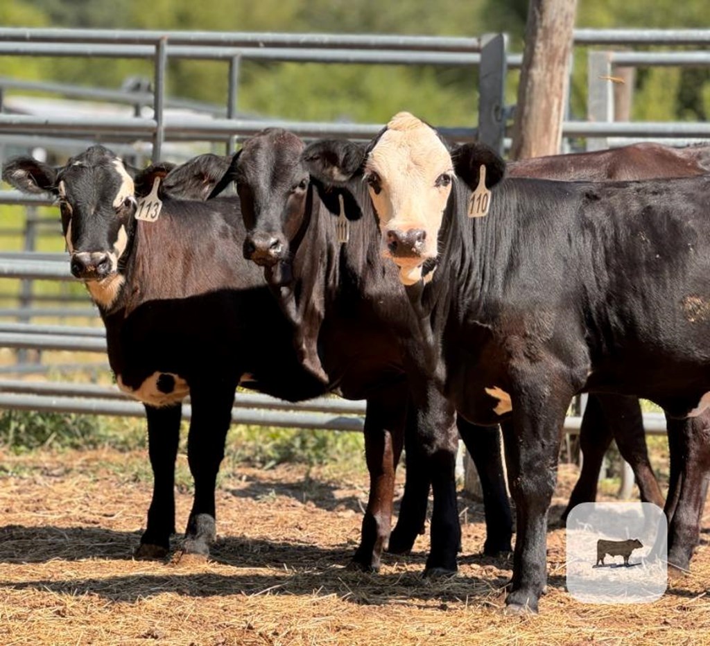 Cattle Range Listing Photo