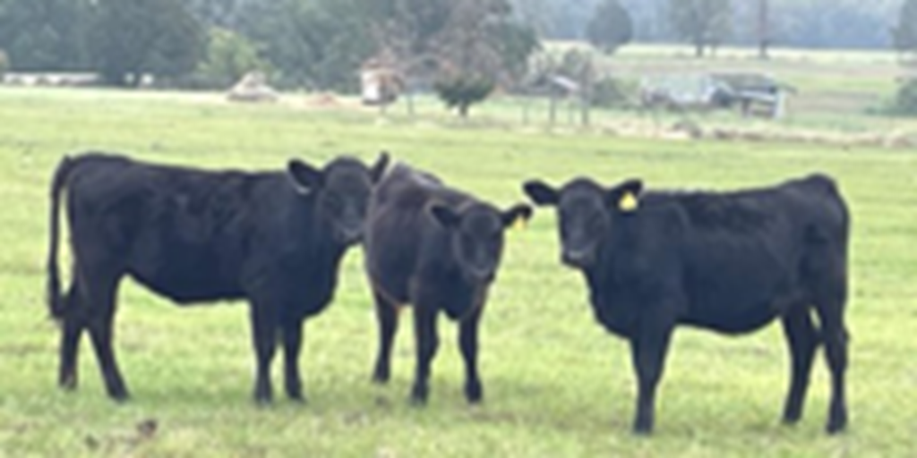 6 Akaushi/Angus Feeder Cattle... East TX