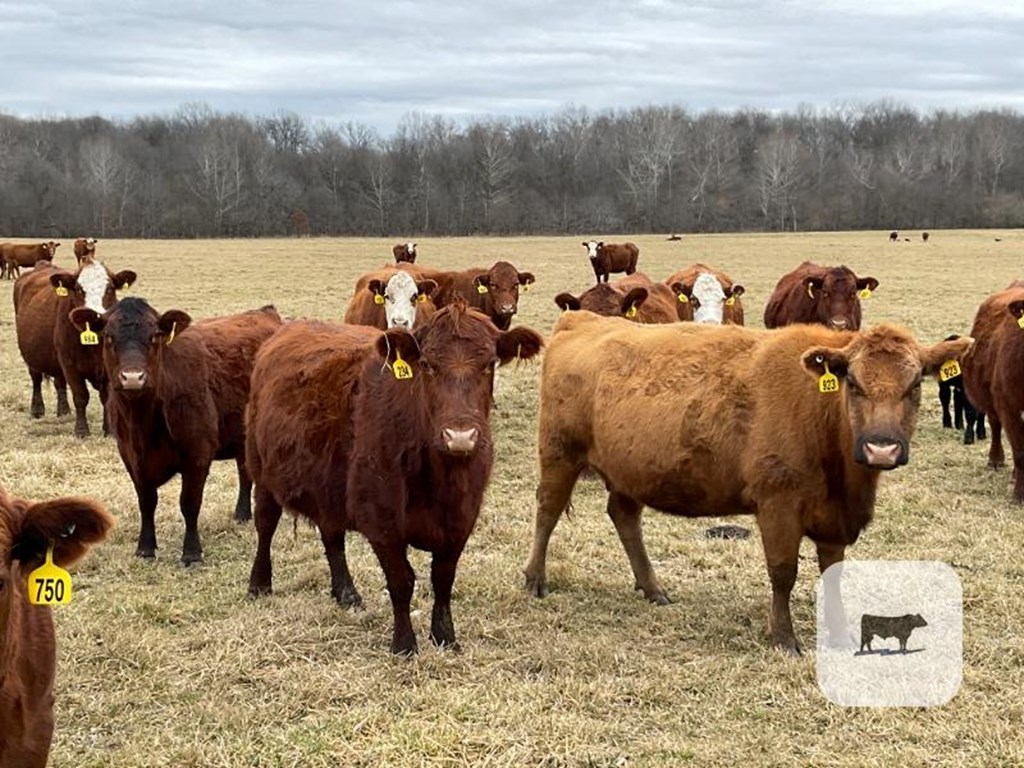 Cattle Range Listing Photo