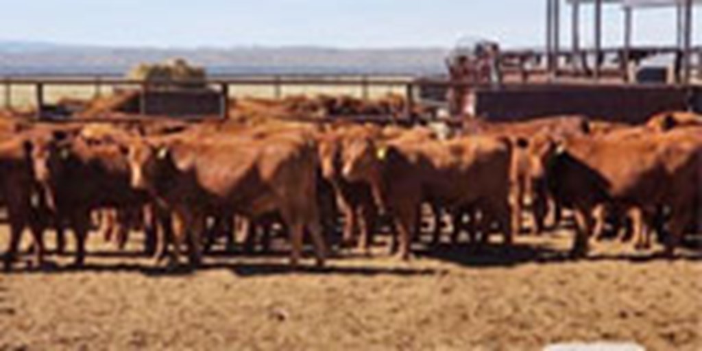 90 Red Angus Rep. Heifers... Central NM