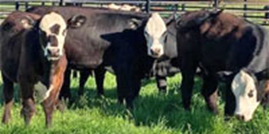 8 Angus/Brangus Baldy Rep Heifers... Northeast TX