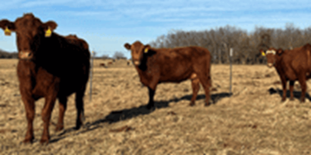 13 Red Angus & RWF Cows... Southwest MO