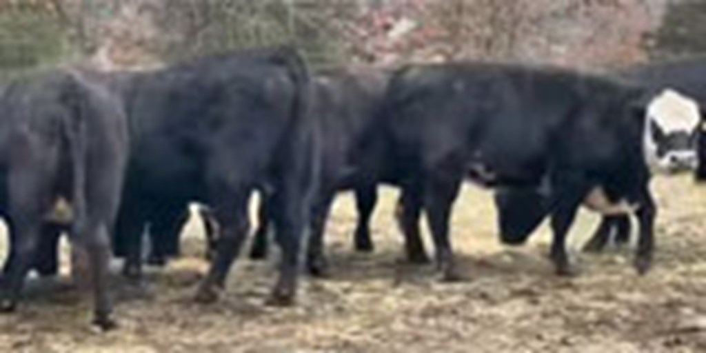 25 Angus & Black Baldy Cows... Southwest MO