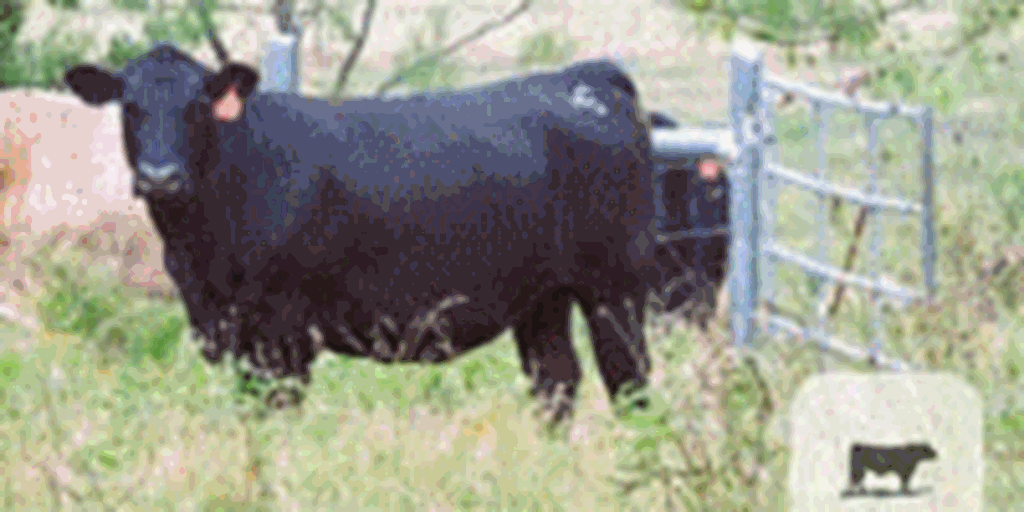 25 Angus Cross Cows... N. Central TX