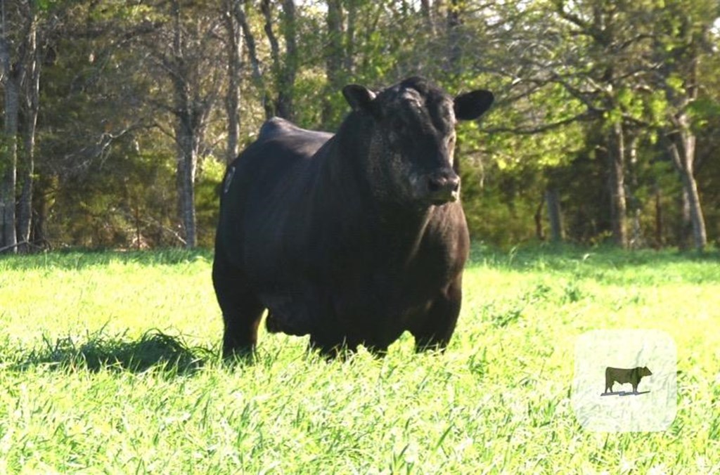 Cattle Range Listing Photo