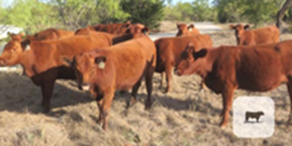30 Red Angus Bred Heifers... North TX ~ PI-N