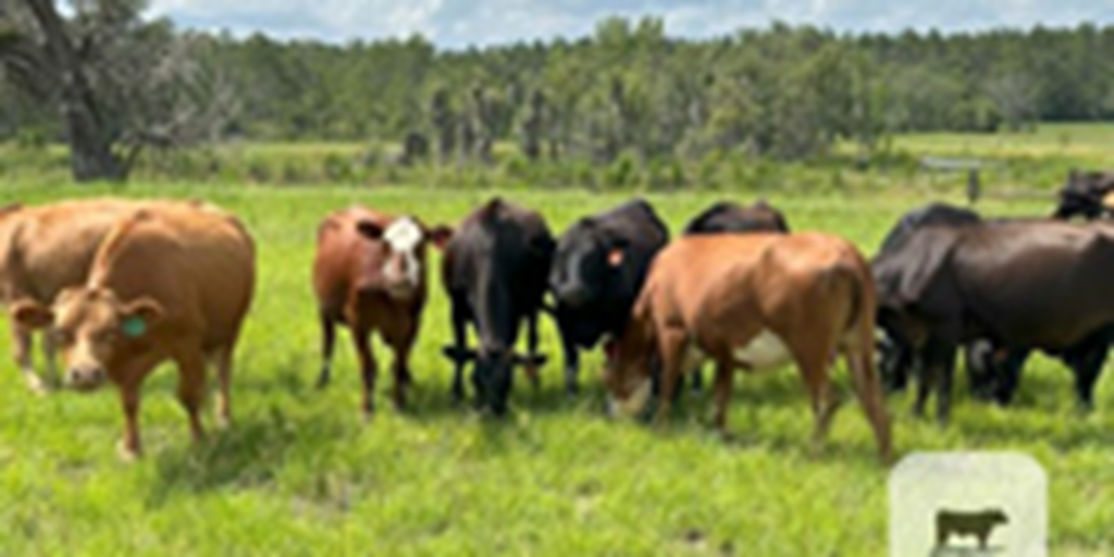 30 Wagyu Cross Cows w/ 13+ Calves... Northern FL