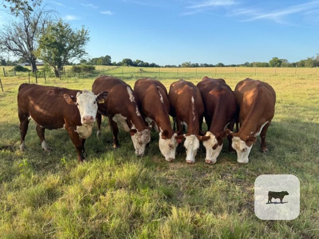 Cattle Range Listing Photo