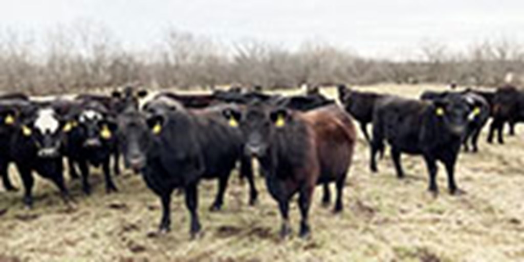 42 Angus & BWF Cows... Southwest MO