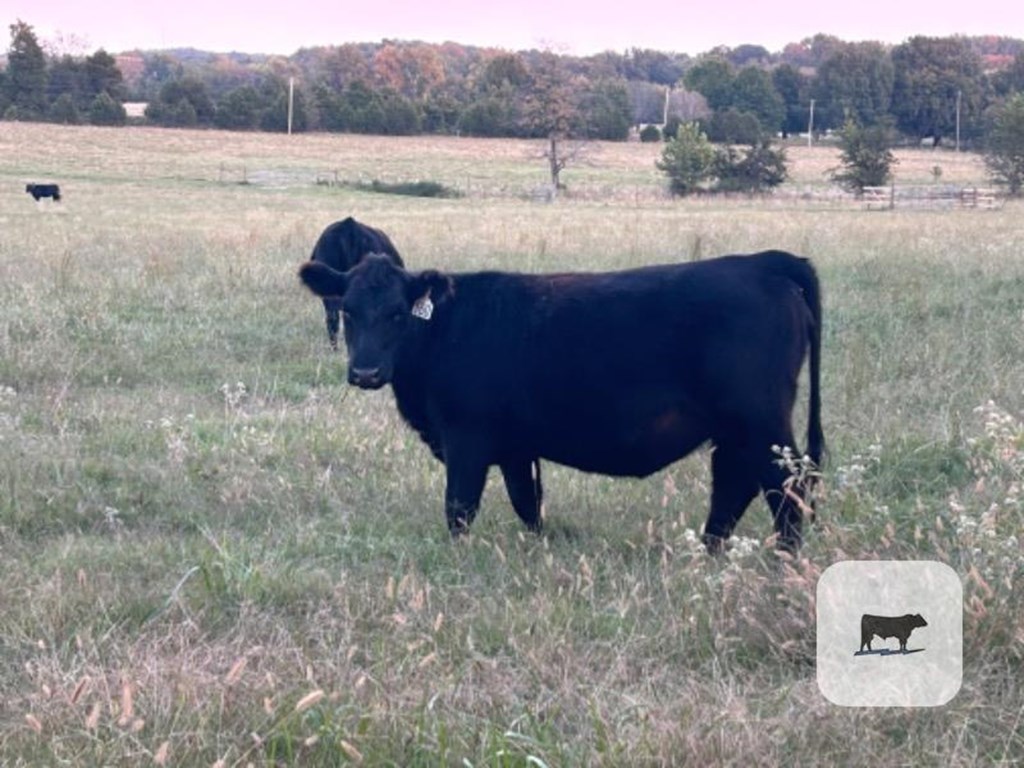 Cattle Range Listing Photo