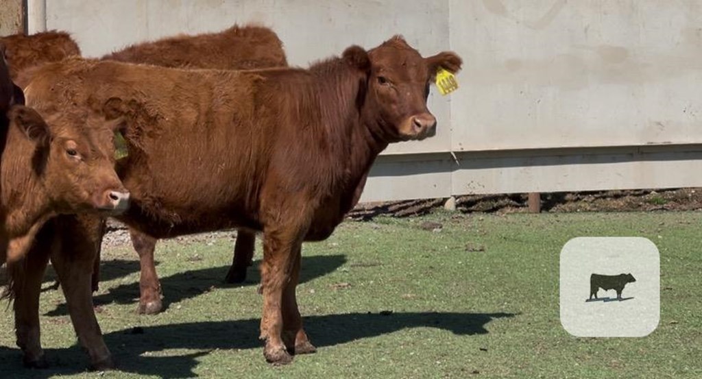 Cattle Range Listing Photo