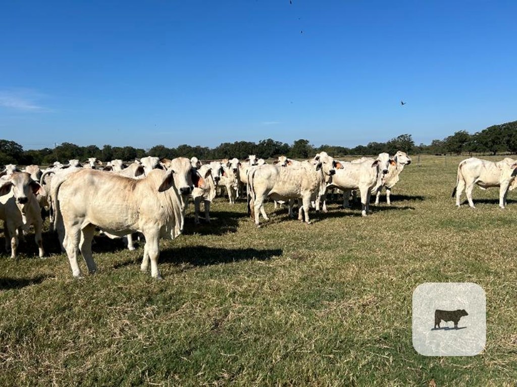 Cattle Range Listing Photo