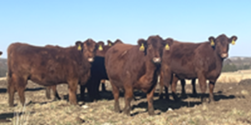 38 Red Angus & RWF Bred Heifers... Southwest MO