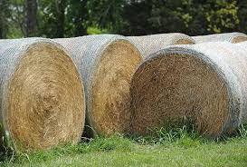 Outlook for Hay Prices in 2022