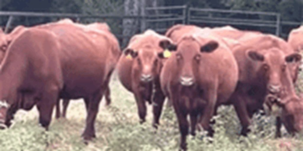 35 Red Angus Cows... Northeast TX