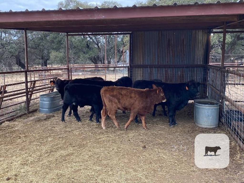 Cattle Range Listing Photo