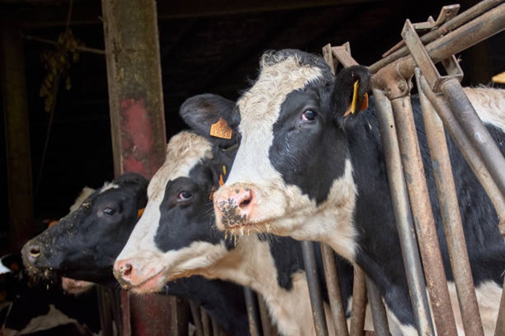 Cows infected with Bird Flu have died in Five U.S. States