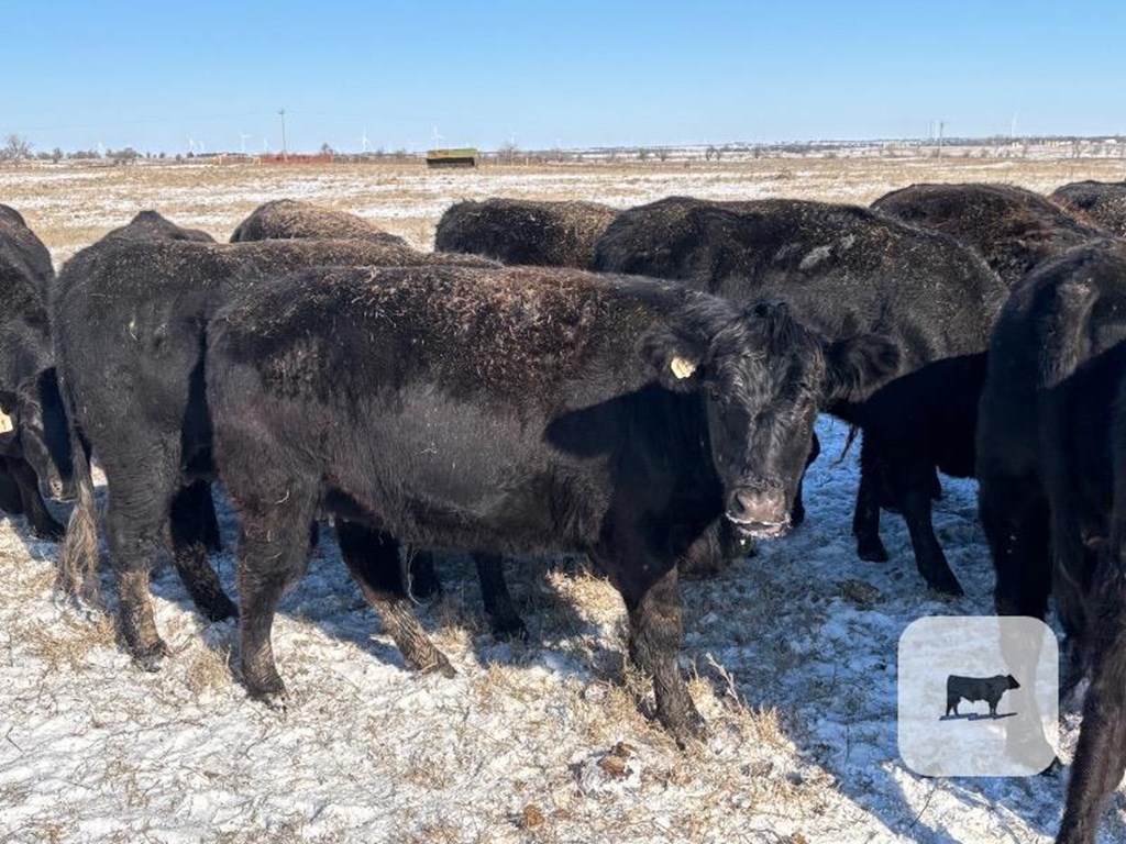 Cattle Range Listing Photo