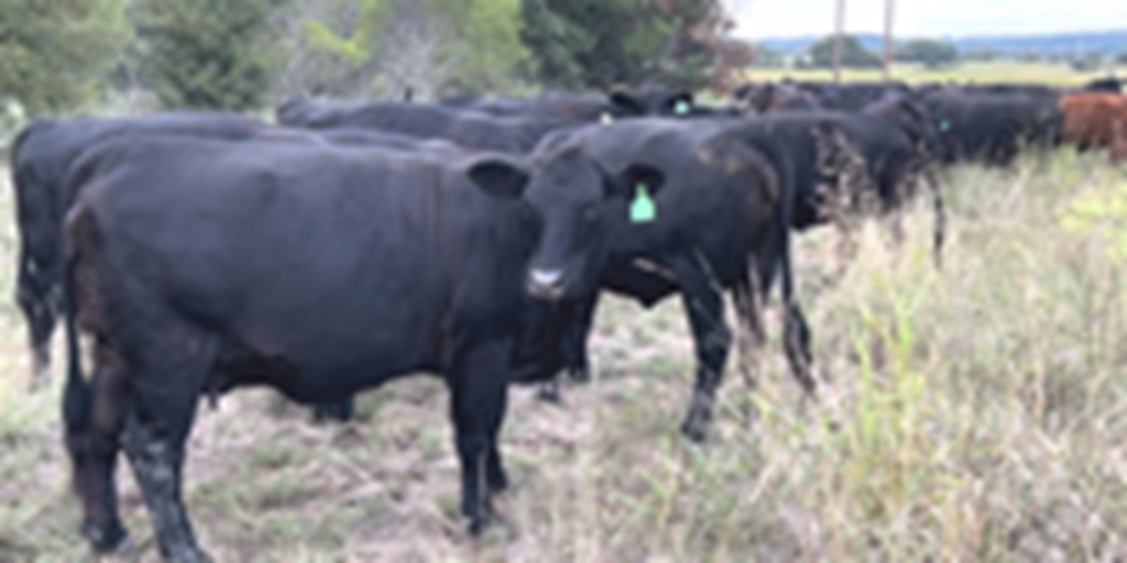 45 Angus & Brangus Cows... Central TX