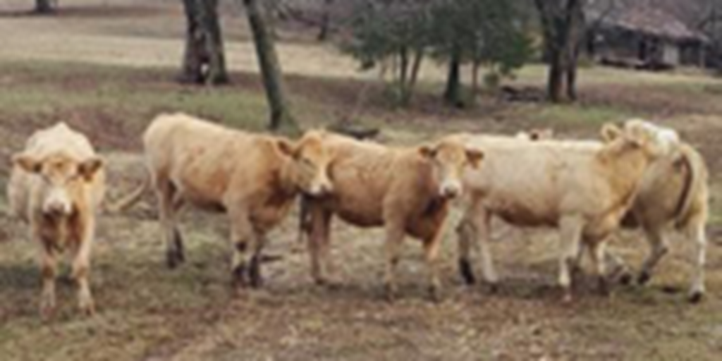 15 Charolais Cross Bred Heifers... Northwest AR
