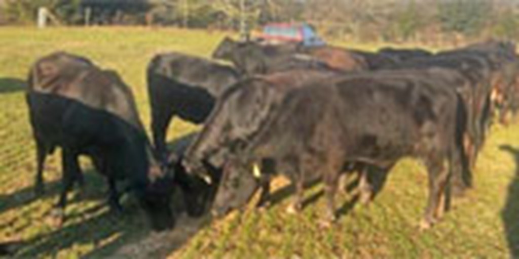 20 Angus/Brangus & BWF Cows w/ 11+ Calves... Northeast GA