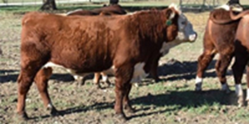 1 Reg. Polled Hereford Bull... Central TX
