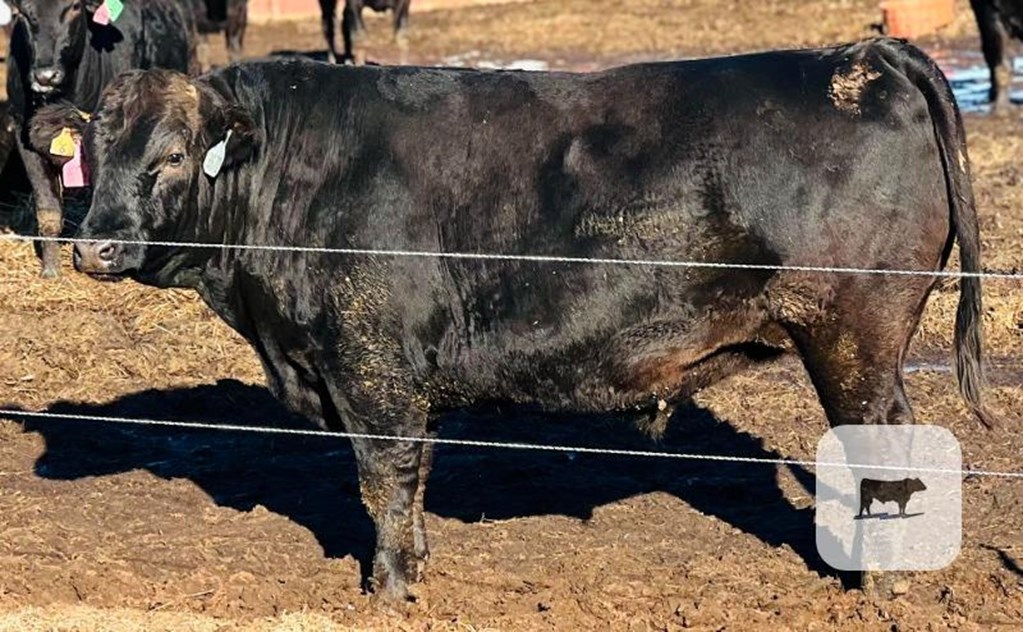 Cattle Range Listing Photo