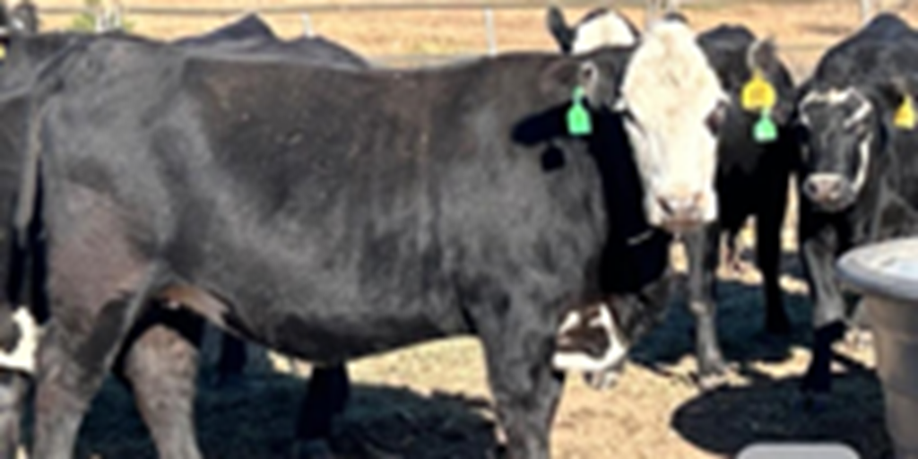 200 F1 Angus Cross 'BWF' & Red Angus 2nd-Calf Cows... Southeast NE