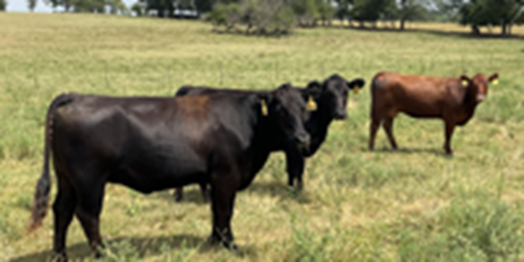 40 Angus, BWF, Red Angus, RWF, & Charolais Cross	Open Cows... Southwest MO