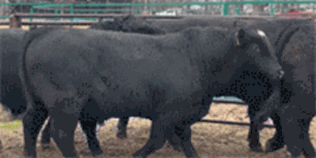 8 SimAngus Bulls... Southwest LA