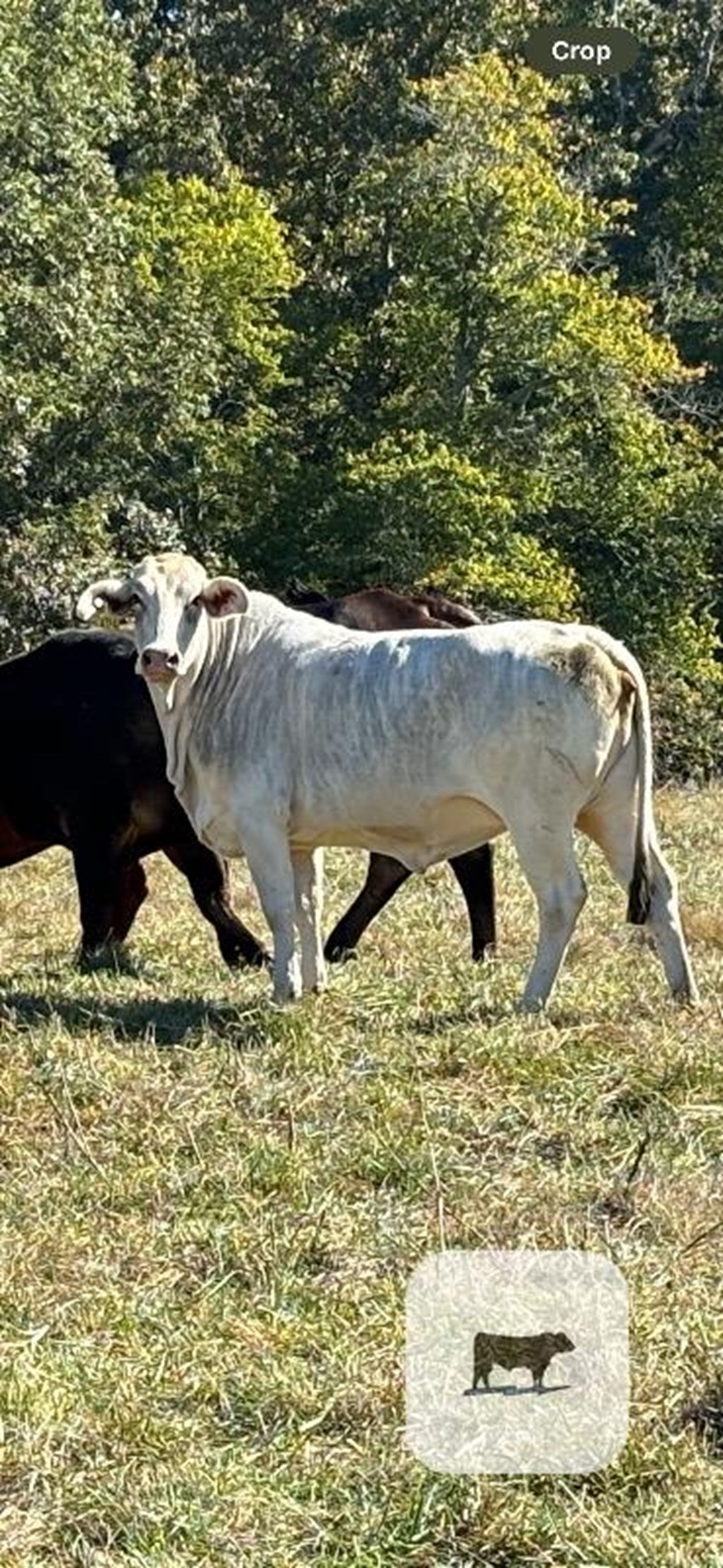 Cattle Range Listing Photo