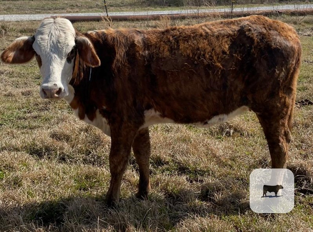 Cattle Range Listing Photo