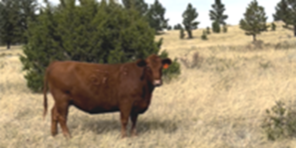 150	Angus & Red Angus Cows... E. Central MT