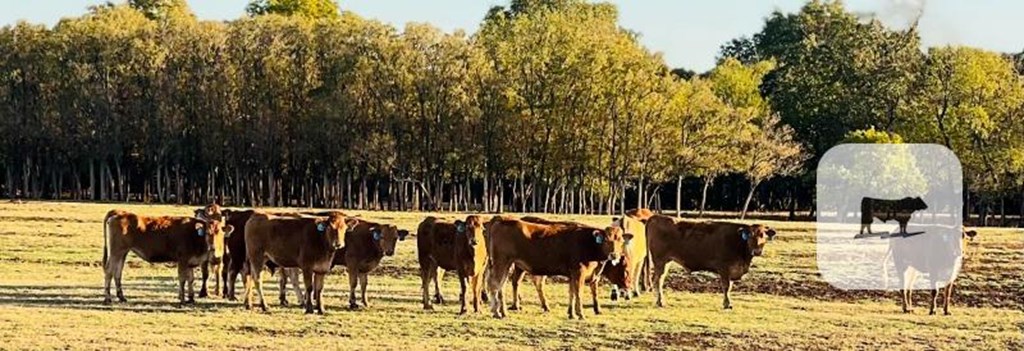 Cattle Range Listing Photo