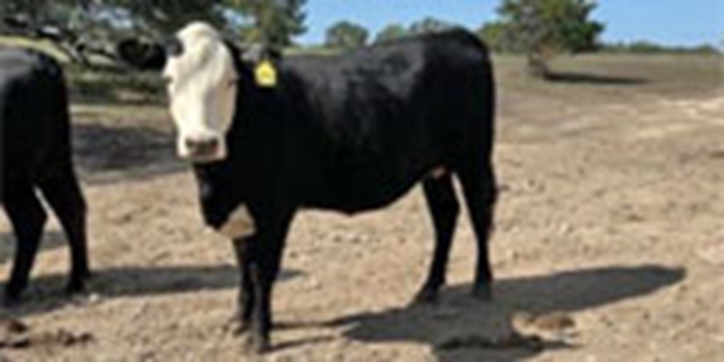 3 Angus Baldy Bred Heifers... S. Central TX