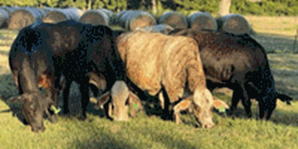 350	Braford & Brangus Cows w/ 50+ Calves... Southeast TX