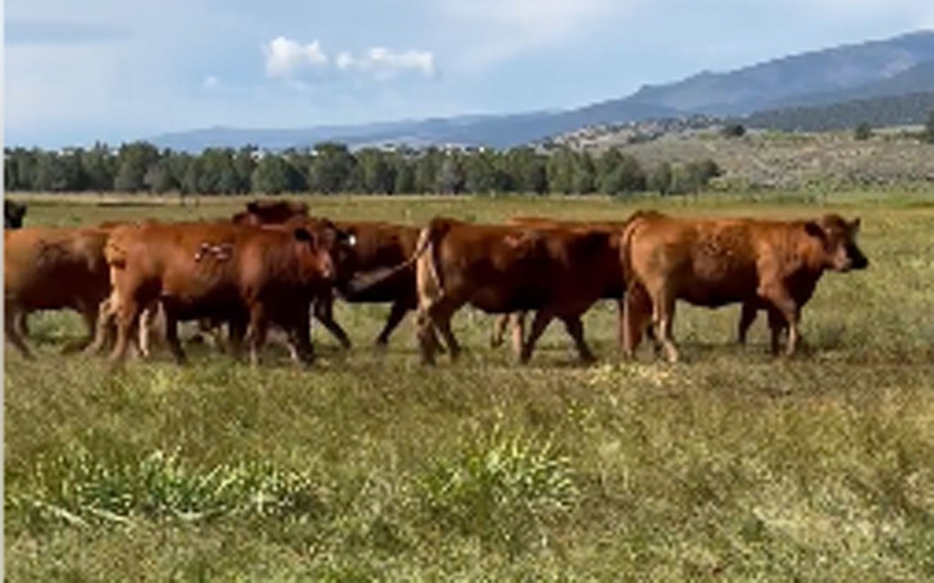 Cattle Range Listing Photo