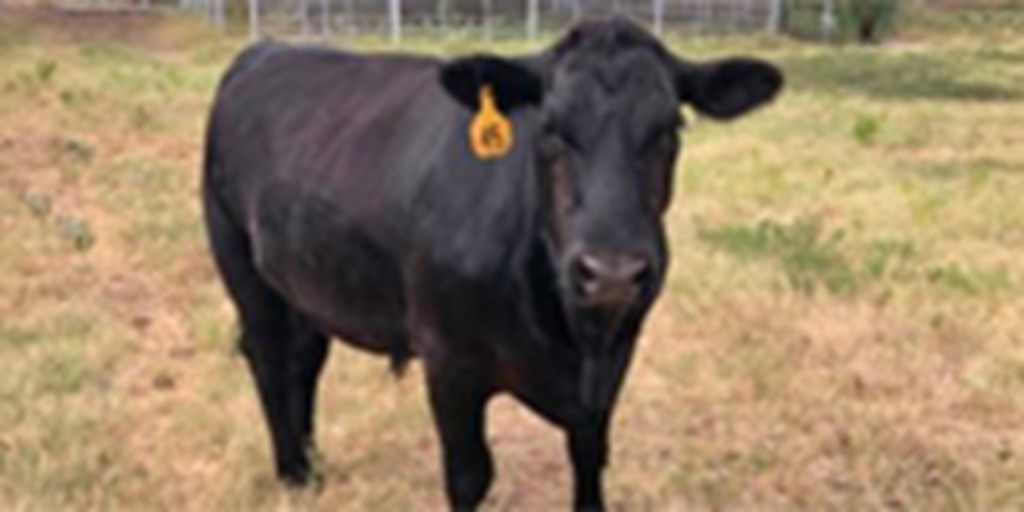 1 Angus Feeder Steer... North TX