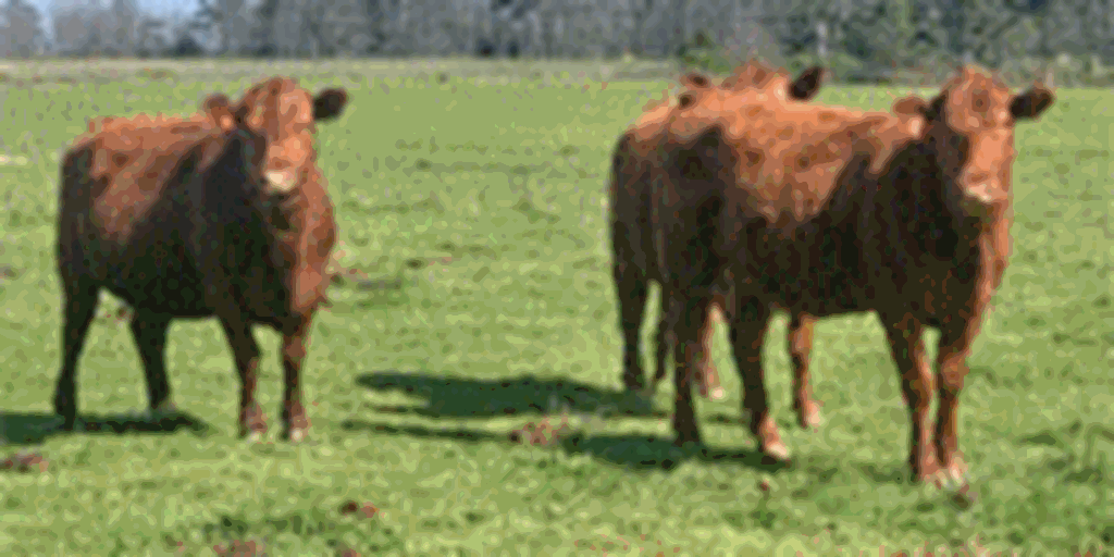 100 Red Angus Cross Cows w/ 50+ Calves... Northeast AR