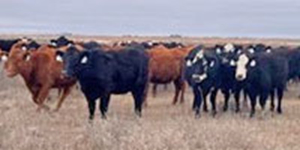 100 Angus, Red Angus, Black & Red Baldy or Charolais Cross Bred Heifers... Southwest KS