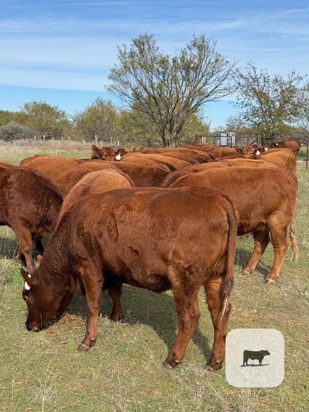 Cattle Range Listing Photo