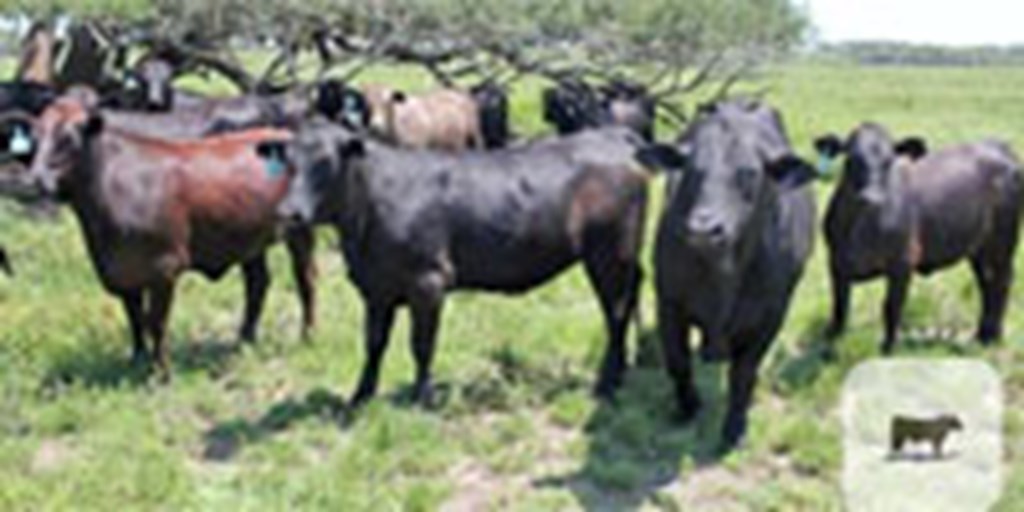 72 Brangus Crossbred Bred Heifers... Southern FL