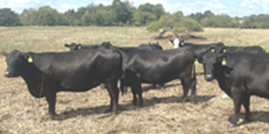 40 Angus & BWF Open Cows... Southwest MO