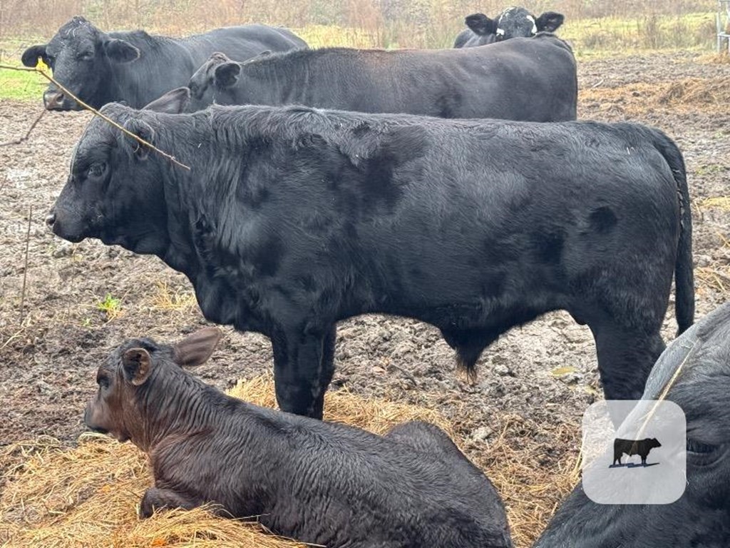 Cattle Range Listing Photo